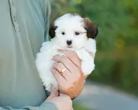 Pippa, a female Shihpoo for sale in Thatcher, AZ – 9 of 10