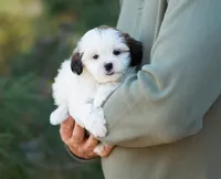 Pippa, a female Shihpoo for sale in Thatcher, AZ – 6 of 10