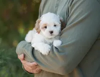 Pilot, a male Shihpoo for sale in Thatcher, AZ – 9 of 10