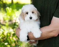 Latte, a female Cavapoo for sale in Thatcher, AZ – 7 of 8