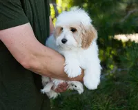 Latte, a female Cavapoo for sale in Thatcher, AZ – 4 of 8