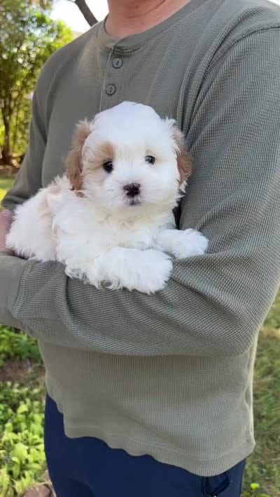 Pilot, a male Shihpoo for sale in Thatcher, AZ – 10 of 10