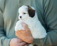 Pippa, a female Shihpoo for sale in Thatcher, AZ – 4 of 10