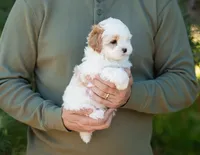 Pilot, a male Shihpoo for sale in Thatcher, AZ – 6 of 10
