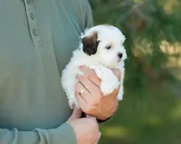 Pippa, a female Shihpoo for sale in Thatcher, AZ – 2 of 10