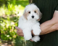 Latte, a female Cavapoo for sale in Thatcher, AZ – 5 of 8