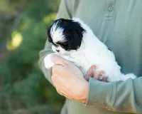 Pongo, a male Shihpoo for sale in Thatcher, AZ – 5 of 10