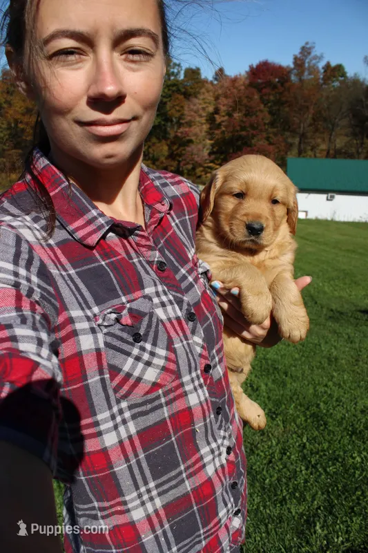 AKC Hamburger  – Golden Retriever puppy for sale in New Bloomfield, PA