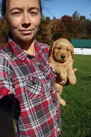 AKC Hamburger , a male Golden Retriever for sale in New Bloomfield, PA – 1 of 10