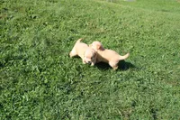 Mandy, a female Golden Retriever for sale in New Bloomfield, PA – 5 of 10