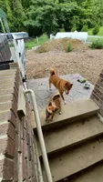 AKC KitKat, a female Shiba Inu for sale in New Bloomfield, PA – 3 of 10