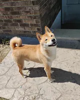 Cheesecake , a female Shiba Inu for sale in New Bloomfield, PA – 6 of 8
