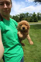 AKC Jack Jack, a male Golden Retriever for sale in New Bloomfield, PA – 6 of 9