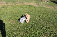 AKC Courage , a female Golden Retriever for sale in New Bloomfield, PA – 6 of 9