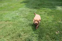 AKC Jack Jack, a male Golden Retriever for sale in New Bloomfield, PA – 2 of 9
