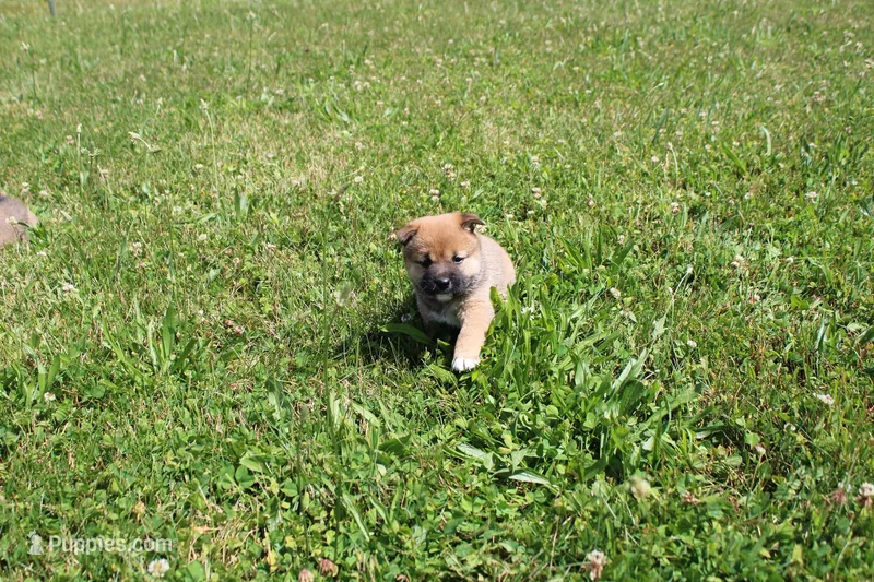 Dark Chocolate  – Shiba Inu puppy for sale in New Bloomfield, PA