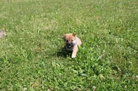 Dark Chocolate , a female Shiba Inu for sale in New Bloomfield, PA – 1 of 10