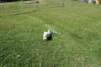 AKC Mary, a female Shiba Inu for sale in New Bloomfield, PA – 7 of 10