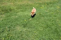 AKC Yen, a female Shiba Inu for sale in New Bloomfield, PA – 7 of 10