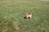 AKC KitKat, a female Shiba Inu for sale in New Bloomfield, PA – 3 of 10