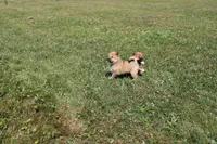 AKC KitKat, a female Shiba Inu for sale in New Bloomfield, PA – 2 of 10