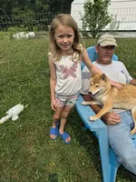 Kiwi, a female Shiba Inu for sale in New Bloomfield, PA – 9 of 10