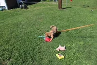 AKC KitKat, a female Shiba Inu for sale in New Bloomfield, PA – 4 of 10