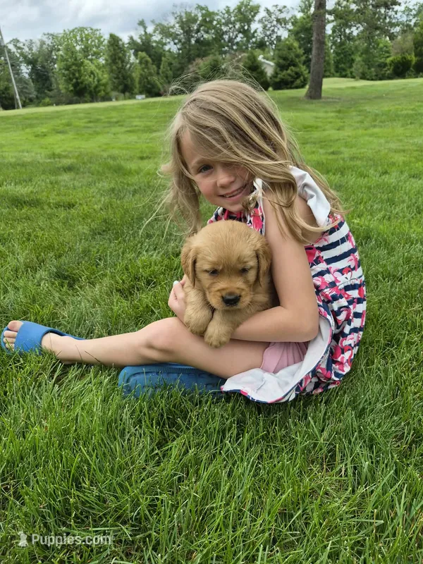 AKC Bob – Golden Retriever puppy for sale in New Bloomfield, PA