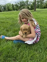 AKC Bob, a male Golden Retriever for sale in New Bloomfield, PA – 1 of 8