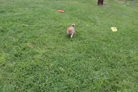 AKC Memory, a female Shiba Inu for sale in New Bloomfield, PA – 3 of 9