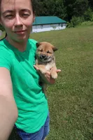 AKC KitKat, a female Shiba Inu for sale in New Bloomfield, PA – 8 of 10