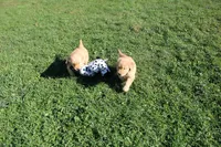 CatDog, a male Golden Retriever for sale in New Bloomfield, PA – 3 of 8