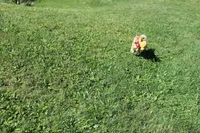 AKC Memory, a female Shiba Inu for sale in New Bloomfield, PA – 3 of 10