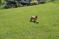AKC Yen, a female Shiba Inu for sale in New Bloomfield, PA – 2 of 10