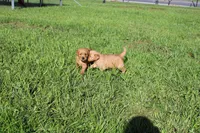 AKC Snappy, a male Golden Retriever for sale in New Bloomfield, PA – 5 of 8