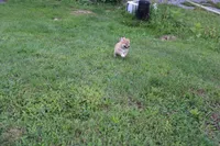 AKC Uno, a female Shiba Inu for sale in New Bloomfield, PA – 4 of 7