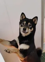 AKC Gladiator, a male Shiba Inu for sale in New Bloomfield, PA – 10 of 10