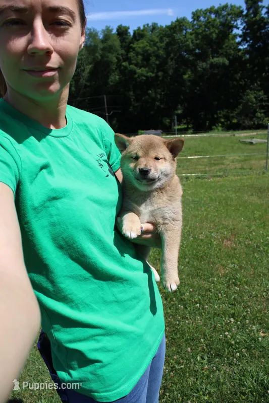 AKC Doodle – Shiba Inu puppy for sale in New Bloomfield, PA