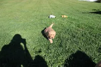 AKC Hamburger , a male Golden Retriever for sale in New Bloomfield, PA – 2 of 10