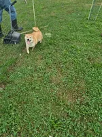 AKC Memory, a female Shiba Inu for sale in New Bloomfield, PA – 6 of 8