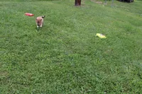 AKC Memory, a female Shiba Inu for sale in New Bloomfield, PA – 4 of 9