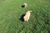 Teen Titan , a male Golden Retriever for sale in New Bloomfield, PA – 6 of 10