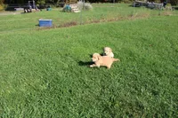 Teen Titan , a male Golden Retriever for sale in New Bloomfield, PA – 8 of 10