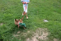 AKC KitKat, a female Shiba Inu for sale in New Bloomfield, PA – 2 of 10