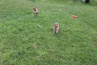 AKC Memory, a female Shiba Inu for sale in New Bloomfield, PA – 2 of 9