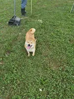 Old Maid, a female Shiba Inu for sale in New Bloomfield, PA – 9 of 10