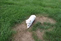 Pound Cake, a male Shiba Inu for sale in New Bloomfield, PA – 2 of 9