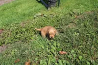 AKC Bonnie, a female Golden Retriever for sale in New Bloomfield, PA – 2 of 10