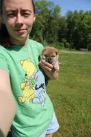 AKC Doodle, a female Shiba Inu for sale in New Bloomfield, PA – 5 of 8