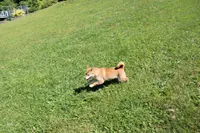 AKC February  , a female Shiba Inu for sale in New Bloomfield, PA – 5 of 10